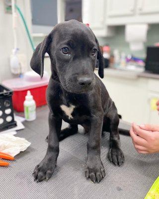 The sweetest lab siblings!