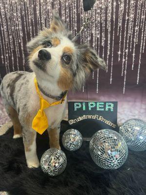 Piper