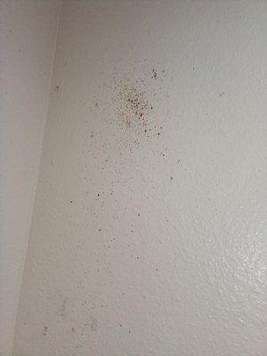 All corners of bathroom walls have black spots that look like mold that has been scraped off a little but very visible