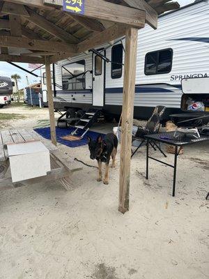 Buddys first camping trip