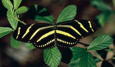 State Butterfly Zebra Longwing 07/13/17 photo compliments fl.gov