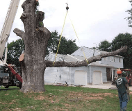 Canning's Tree Service