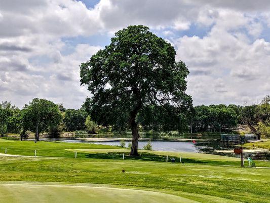 Wilcox Oaks Golf Club