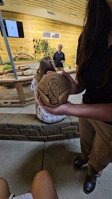 Armadillo balled up