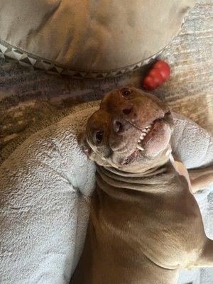 A happy healthy boi thanks to the vet!