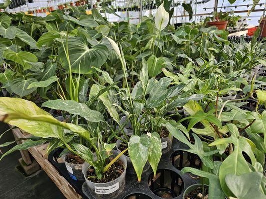 Variegated Peace Lily