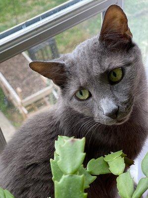 Our delightful (and a wee bit bossy) cat, Ajax, has always included Old Farm Veterinarians' attentive oversight.