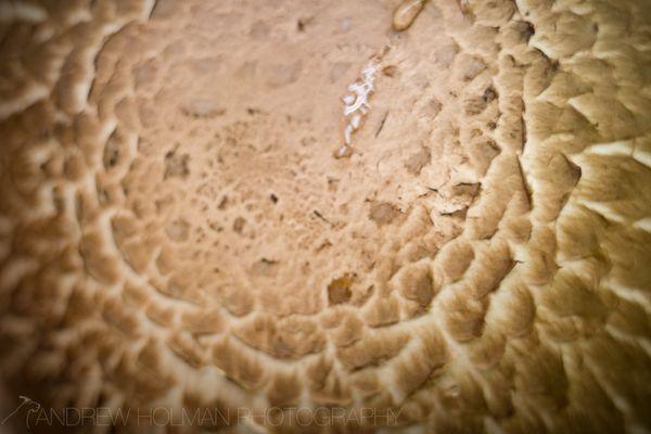 mushroom macro