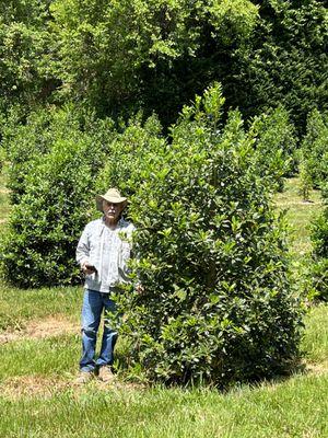 Nellie Stevens Holly trees locally grown here on our farm in Damascus, MD.