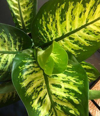 Dieffenbachia / Tropic Snow