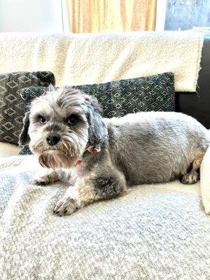 Schnoodle grooming