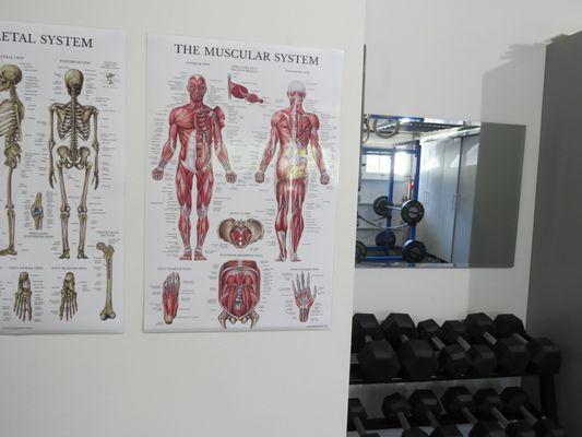 The skeletal and muscular system