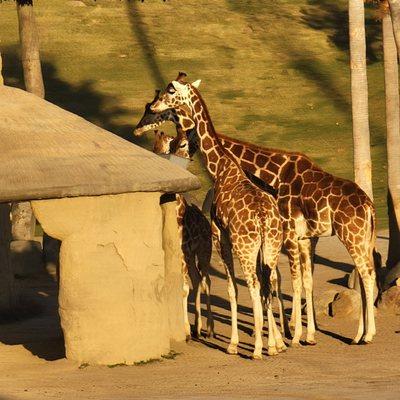 Giraffes eating