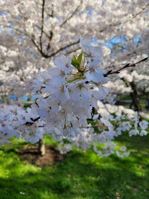 Cherry Blossoms during April's bloom (Japan garden @ Delaware Park)