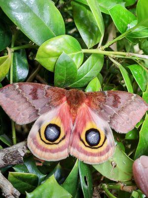 Oklahoma Moth Staring Right Back @ Me