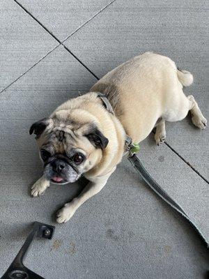 Puggos on the porch