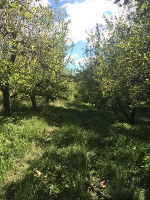 Perfect apple corridor!