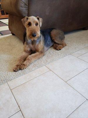 Koa the Airedale! He's sexy and he knows it