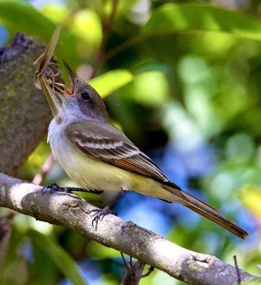 Ash-throated Flycatcher devouring a grasshopper!! Highlight of my walk! May 2023