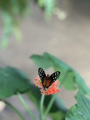 Tennessee Aquarium