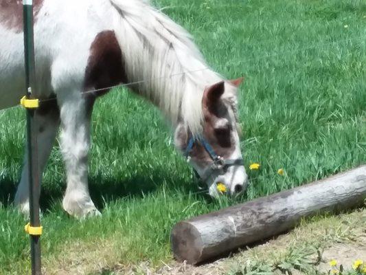 Our own personal lawn mower!