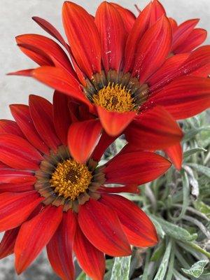 Gazania Rigens