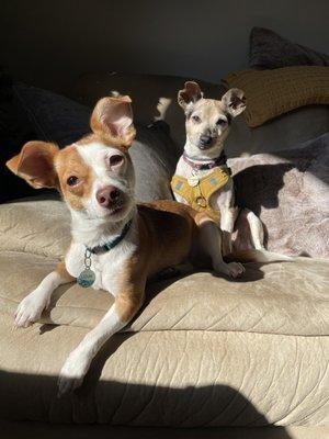 Louie and Maggie at golden hour