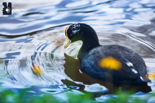 'Alae 'Ula ("burnt forehead") Moorhen