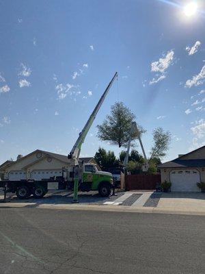 The crane lifting the tree from my back yard.