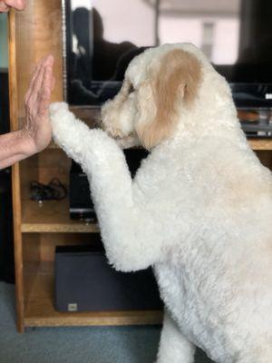 Dobby gives Kelly a high five on her grooming today!