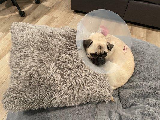 Little Miss Piggie Lee Wiggles Resting on her bean bag with a pillow after surgery.