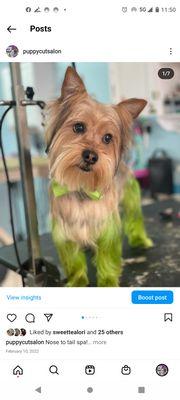 Puppy Cut Grooming