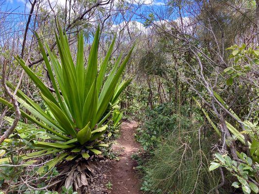 Huge Century plant agaves along the trail