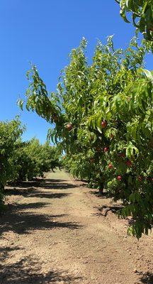 McKinney Farms