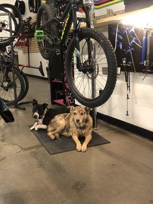 Shop dogs always ready. Please know there will always be one shop dog present.