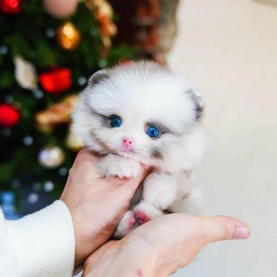 Pomerian teacup puppies available