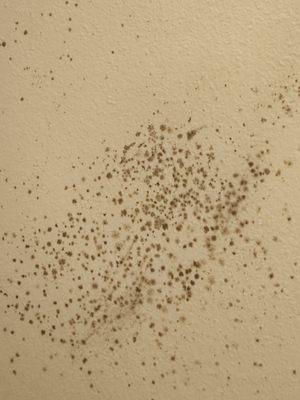 Mold on ceiling in bathroom