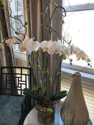 Double Orchid Arrangement, our favorite!