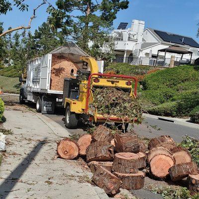 Tree removal