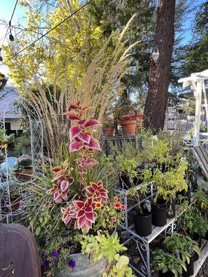 Gorgeous plants in their garden