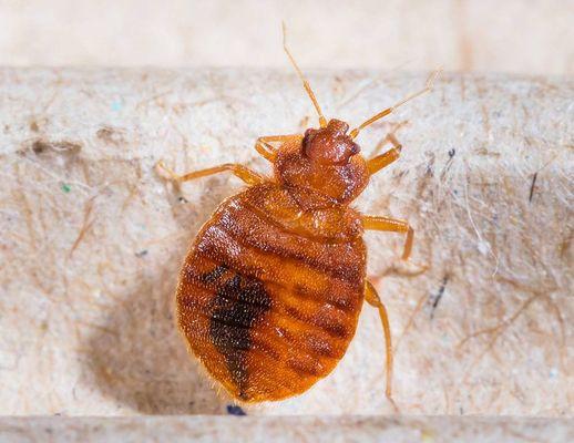 Bed Bugs Control.