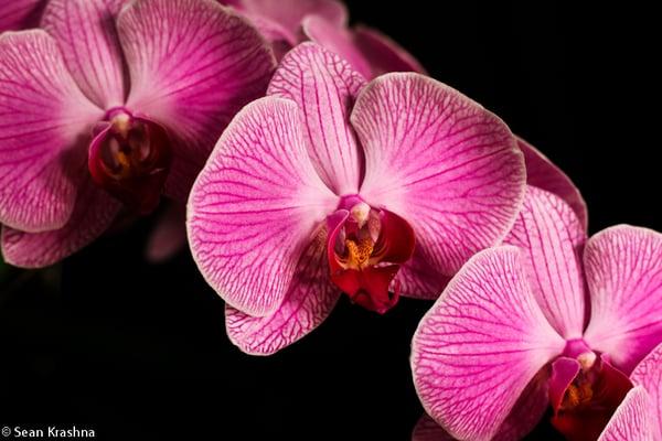 2016 Orchid Show