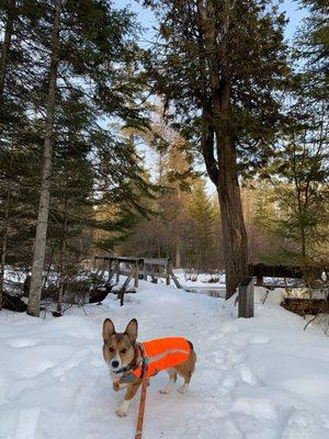 My dog at Hartwick Pines State Park