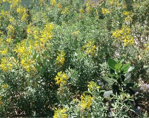 Bladderpod: fave of hummingbirds & many kinds of bees! It has a globe shape & uses next to no extra water. Flowers constantly.