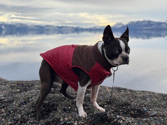 My beloved dog's last walk at Lake Forest Beach. Rest in peace my good boy.