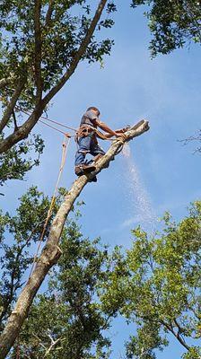 Michael Jr. removing a dead tree.