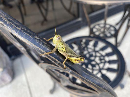 Grasshopper outside the store.