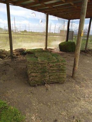 Shaded area where they store the grass