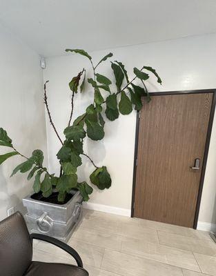 LARGE PLANTS in the lobby.