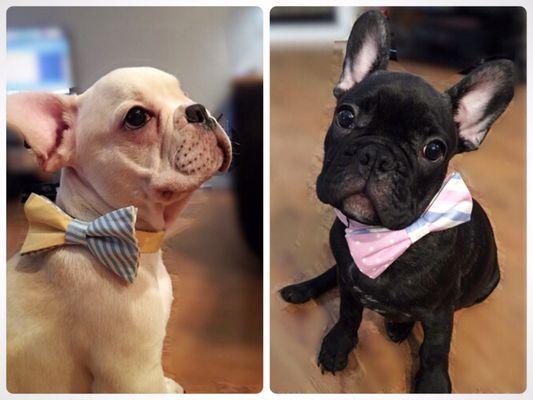 Frenchies, puppies in bowties!